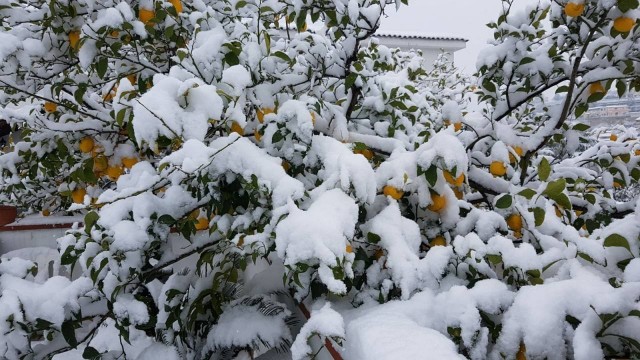 neve-abbondante-su-un-albero-di-limoni-a-pozzuoli-3bmeteo-82534.jpg