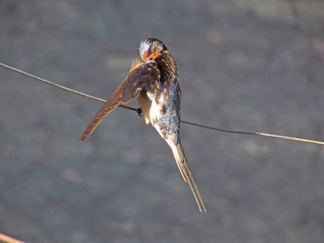 Hirundo-1.jpg