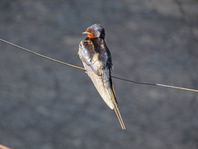 Hirundo-2.jpg