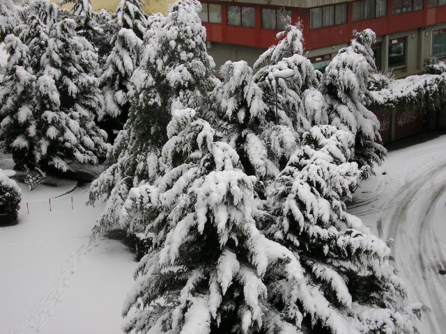Nevicata Febbraio 2005 048.jpg