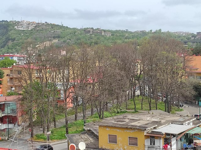 Tigli di via Tevere.jpeg