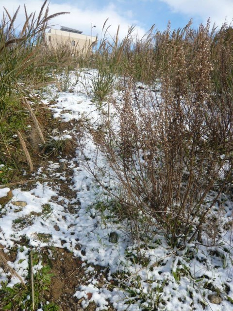 lago di brignano neve 8.jpg